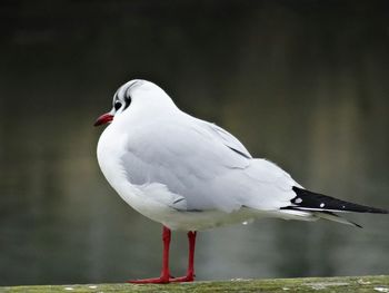 Close-up of seagull perching on a bird