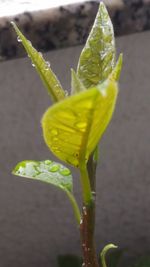 Close-up of yellow flowering plant