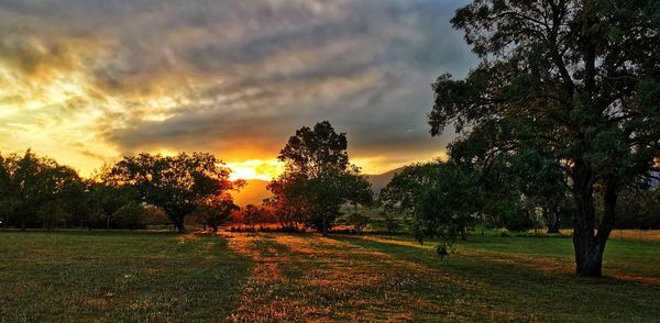 Trees on field against sky during sunset