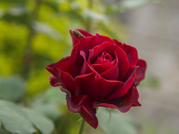 Close-up of red rose blooming outdoors