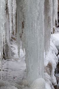 Close-up of icicles on tree during winter