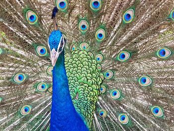 Close-up of peacock