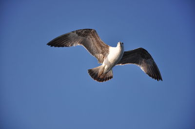 Low angle view of eagle flying against clear blue sky