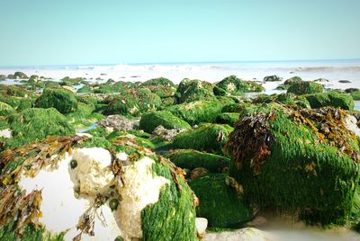 Scenic view of sea against clear sky