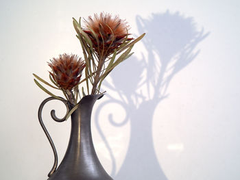Close-up of white flowering plant in vase