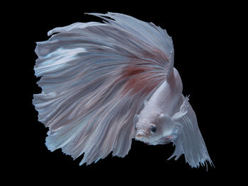 Close-up of jellyfish against black background