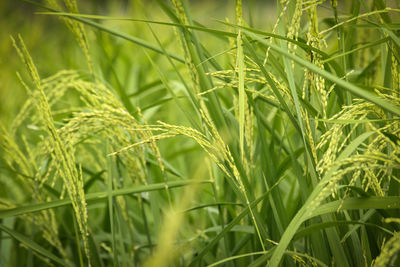 Full frame shot of crops growing on field