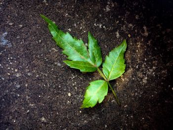 High angle view of green leaf