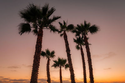 Low angle view of coconut palm tree against romantic sky