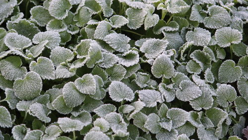 Full frame shot of plants