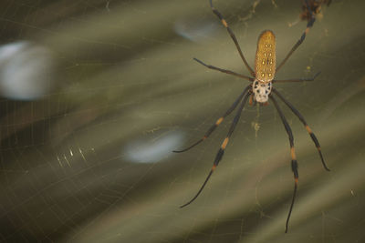 Close-up of spider on web