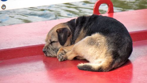 Close-up of dog sleeping