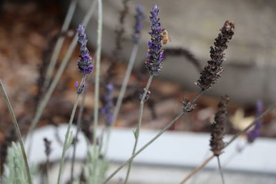 Close-up of purple flowering plants on field