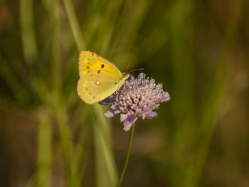 Close-up of butterfly pollinating on flower