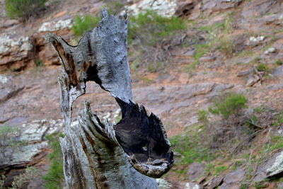 Close-up of horse