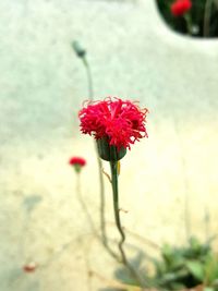 Close-up of red flower blooming outdoors