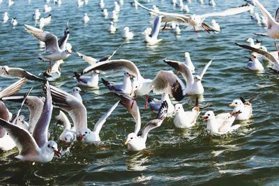 Seagulls on sea