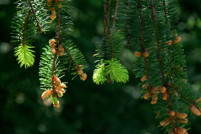 Close-up of a bird perching on pine tree