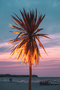 Palm tree by sea against sky during sunset