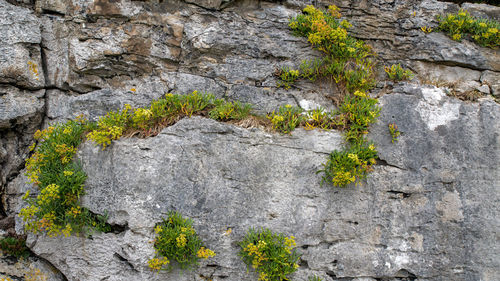 Close-up of moss growing on rock