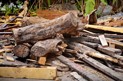 Stack of logs on field in forest