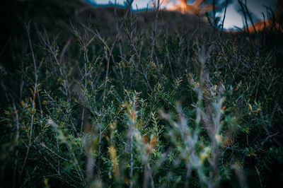 Close-up of grass on field