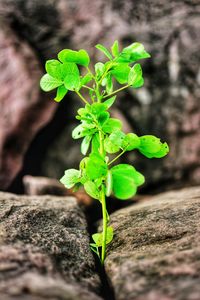 Close-up of young plant growing outdoors