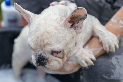 Woman bathing dog at yard