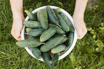 Cucumbers in hands, cucumbers in a bowl, baby cucumbers