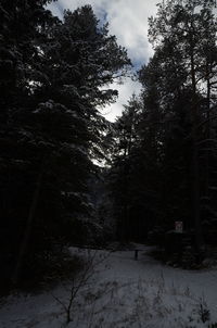 Trees in forest during winter