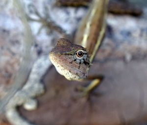 Close-up of a lizard on a tree
