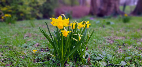 Close-up of yellow crocus flowers on field