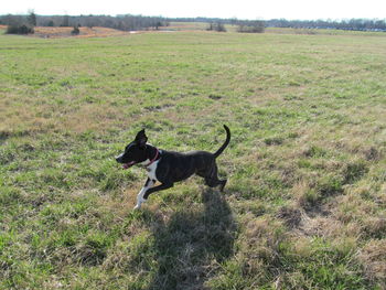 Black dog on grassy field