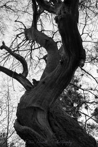 Low angle view of tree against sky