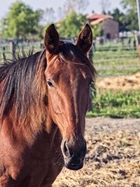 Horse in ranch