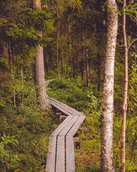 Pine trees in forest