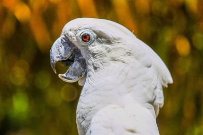 Close-up of bird