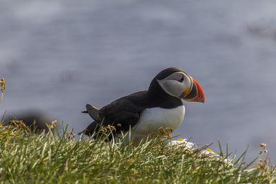 Side view of a puffin on land