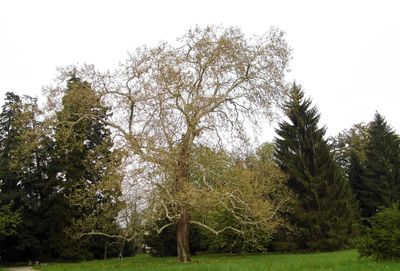 Trees against sky