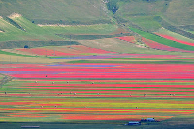 Scenic view of agricultural field