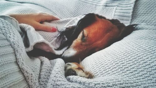 Dog sleeping on bed