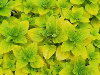 Full frame shot of flowering plant leaves