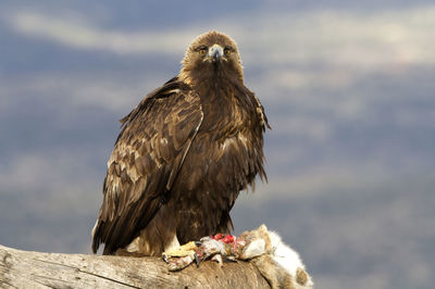 Close-up of eagle perching on wood against sky