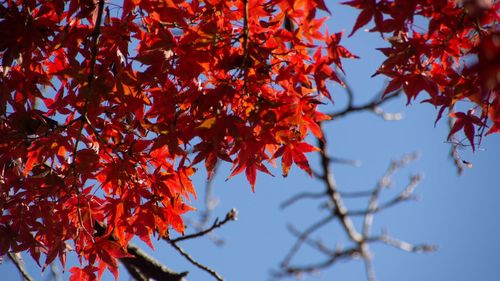 Low angle view of maple leaves on tree