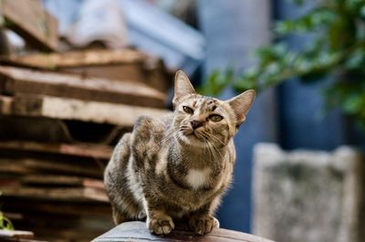 Portrait of cat sitting outdoors