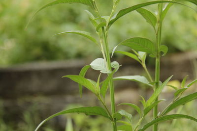 Close-up of white flowering plant