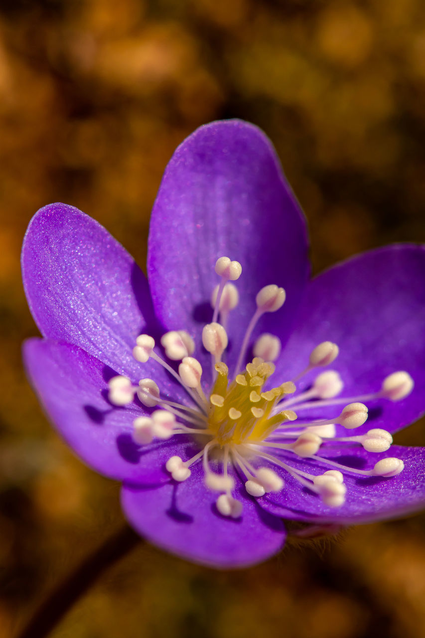 CLOSE-UP OF PURPLE FLOWER