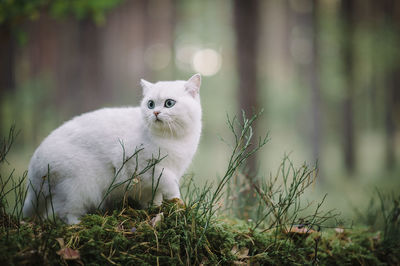 Portrait of a cat on land