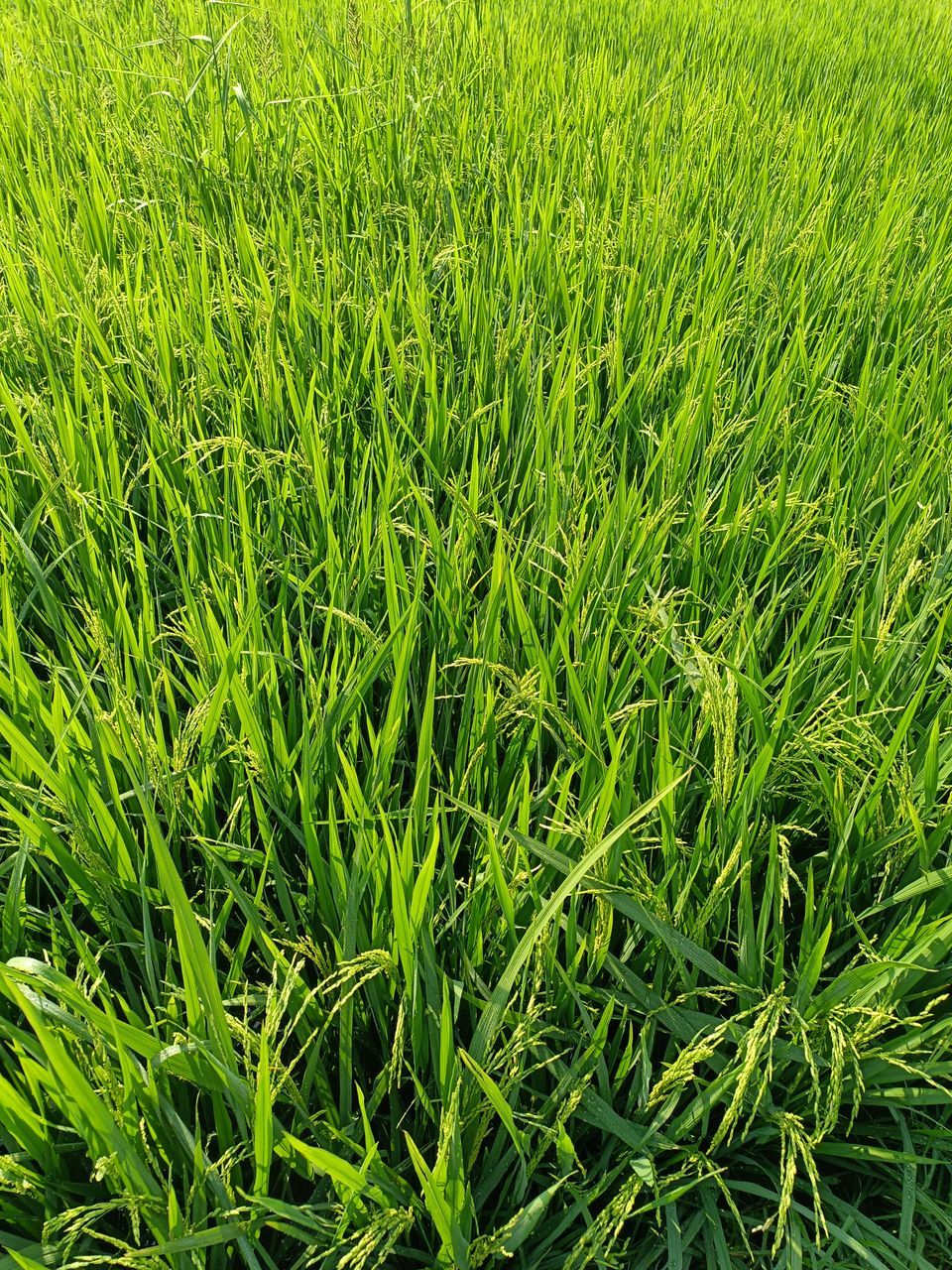 green paddy natural farming Green Nature Grass Farming Land PLAMO Palm Tree Farming Road Paddy Field