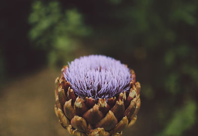 Close-up of flower against blurred background